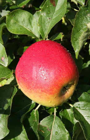 Apple (Malus) Jumbo