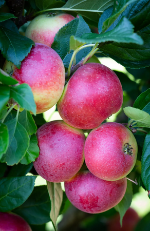 Apple (Malus) Red Devil