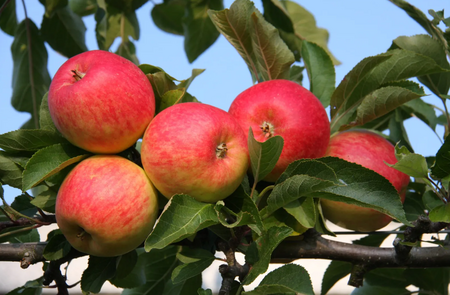Apple (Malus) Red Falstaff®