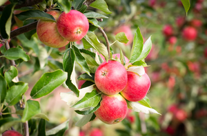 Apple (Malus) Worcester Pearmain