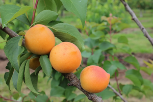 Apricot (Prunus) Compacta®