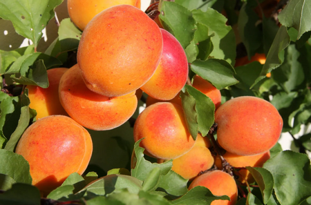 Apricot (Prunus) Tomcot®