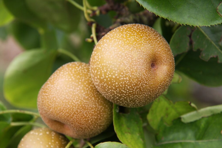 Asian Pear (Pyrus) Kumoi