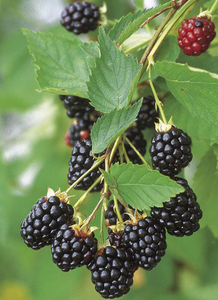 Blackberry (Rubus) Arapaho