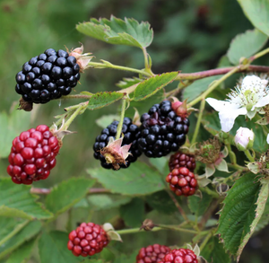 Blackberry (Rubus) Navaho Summerlong®
