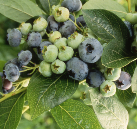 Blueberry (Vaccinium) Chandler