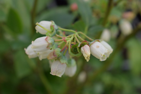 Blueberry (Vaccinium) Liberty