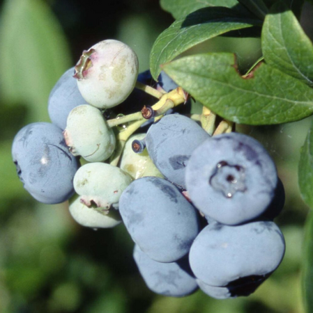 Blueberry (Vaccinium) Patriot