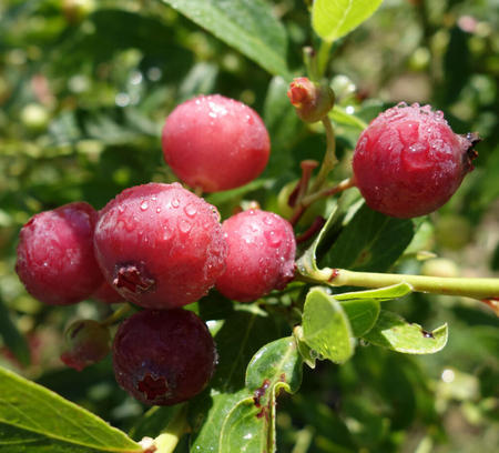 Blueberry (Vaccinium) Pink Lemonade