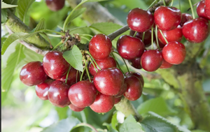 Cherry (Prunus) Celeste®