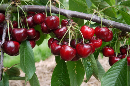 Cherry (Prunus) Lapins Cherokee