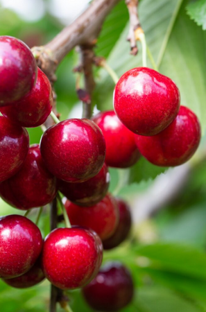 Cherry (Prunus) Penny