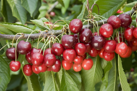 Cherry (Prunus) Stella