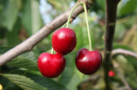 Cherry (Prunus) Summer Sun