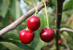 Cherry (Prunus) Summer Sun