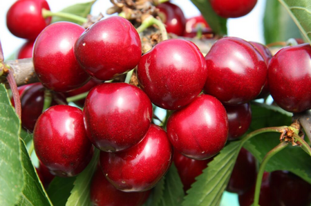 Cherry (Prunus) Sunburst