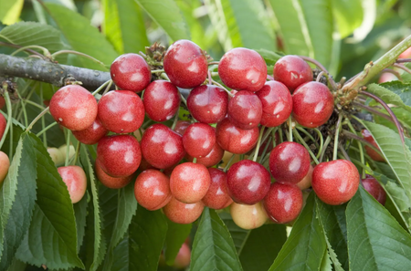 Cherry (Prunus) Sweetheart®