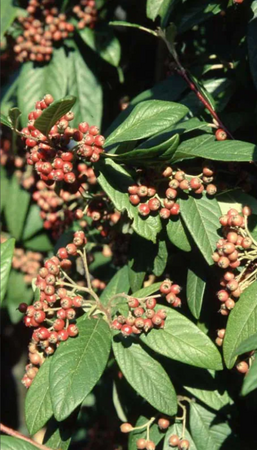 Cotoneaster fri Cornubia