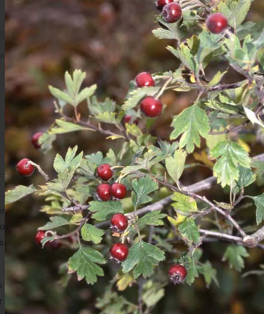 Crataegus schraderiana