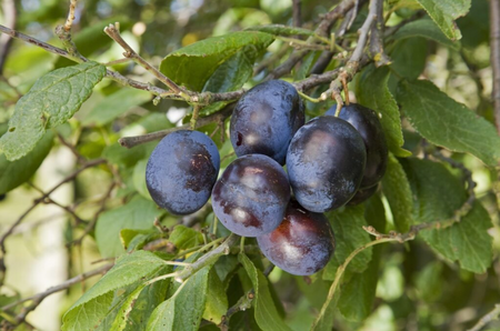 Damson (Prunus) Merryweather