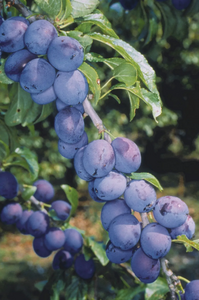 Damson (Prunus) Shropshire Prune