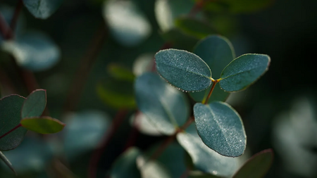 Eucalyptus gunnii