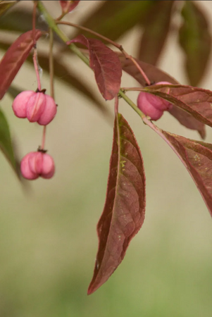 Euonymus eur Brilliant