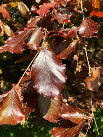 Fagus sylvatica Purpurea