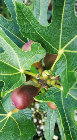 Fig (Ficus) Little Miss Figgy®