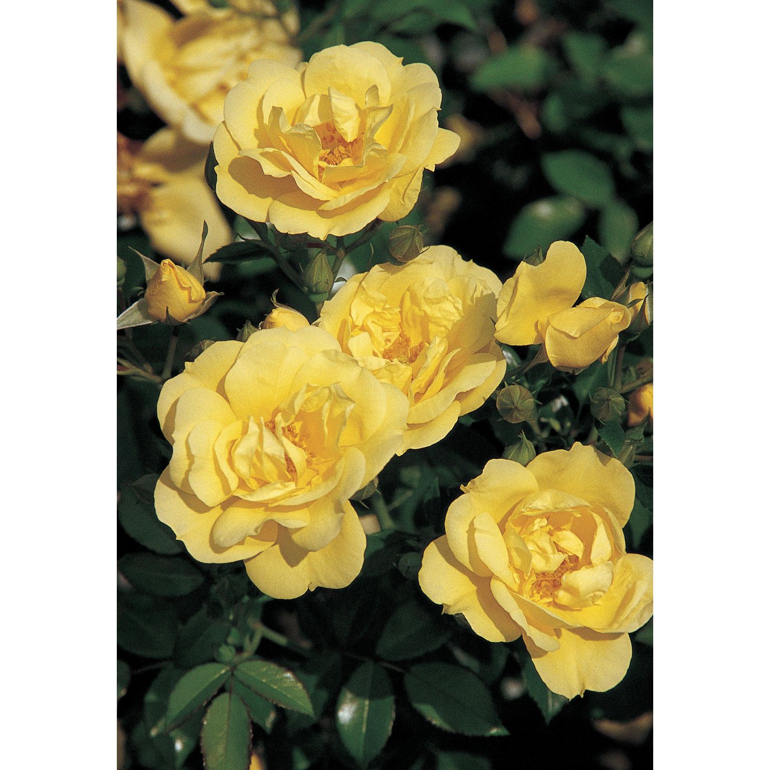 FLOWER CARPET GOLD Lyonshall Nurseries and Garden Centre Herefordshire