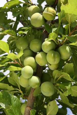 Gage (Prunus) Cambridge