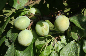 Gage (Prunus) Denniston's Superb
