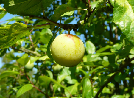 Gage (Prunus) Willingham
