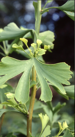 Ginkgo biloba