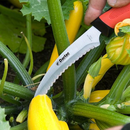 Harvest & Asparagus Knife - image 2