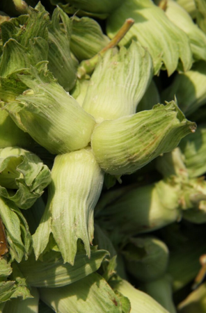 Hazel (Corylus) Kent Cob