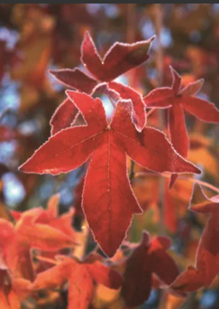 Liquidambar sty Palo Alto