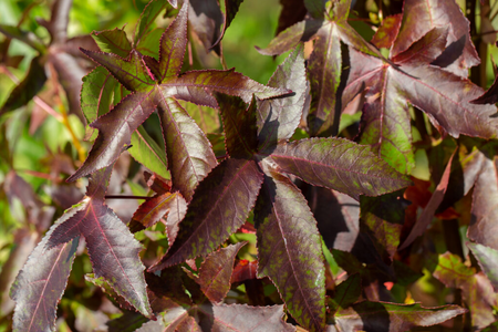 Liquidambar styraciflua Worplesdon