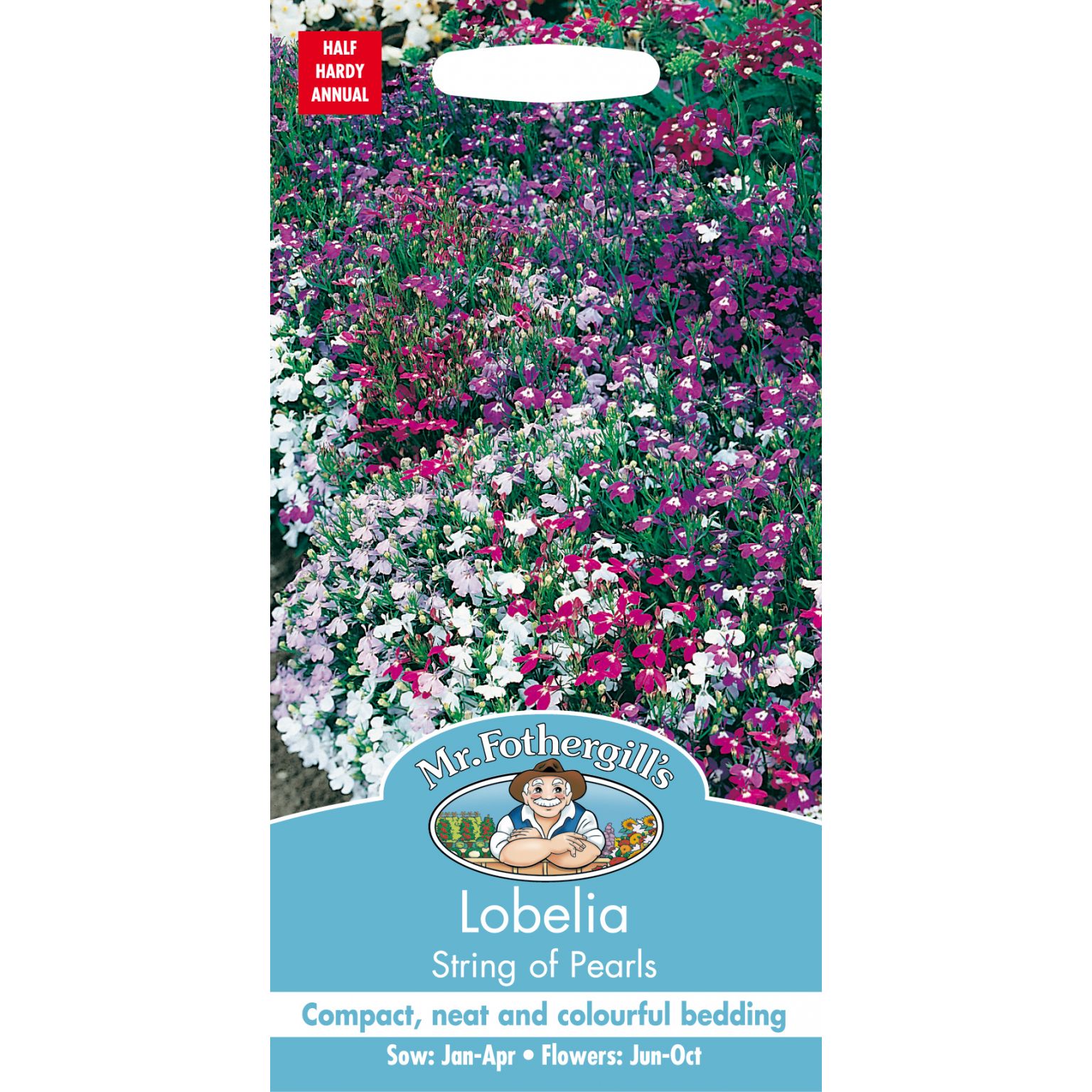 LOBELIA String of Pearls Lyonshall Nurseries and Garden Centre