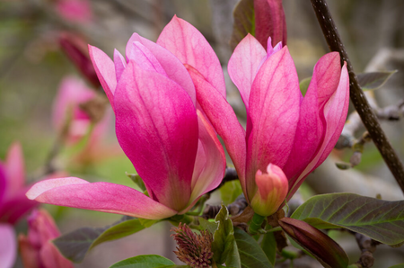 Magnolia Daybreak (Rose Pink)