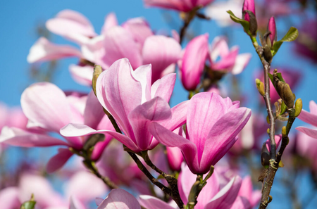 Magnolia Galaxy (Rich Pink)