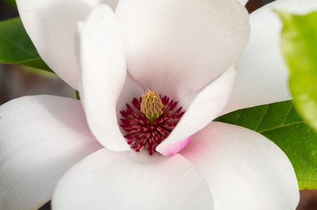 Magnolia Heaven Scent (Pink)