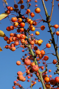 Malus Admiration (Adirondack)