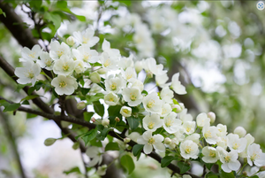 Malus brevipes Wedding Bouquet