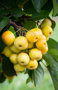 Malus Butterball