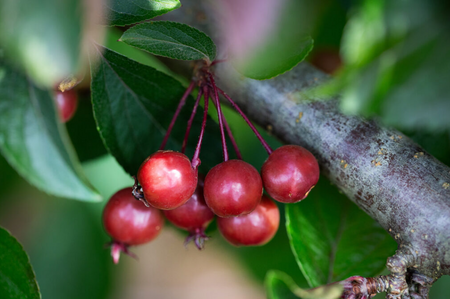 Malus Candied Apple