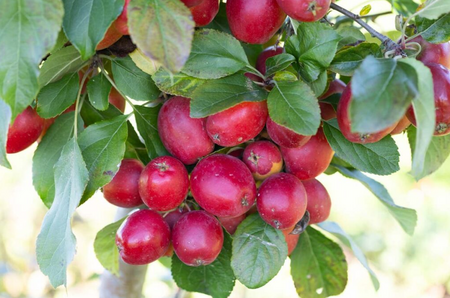 Malus Celebration