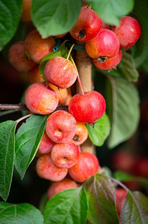 Malus Evereste