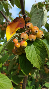 Malus Golden Glory