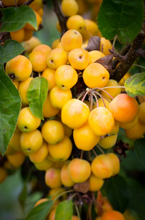 Malus Golden Hornet